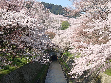 疏水の桜