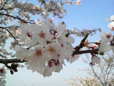 桜がキレイ♪