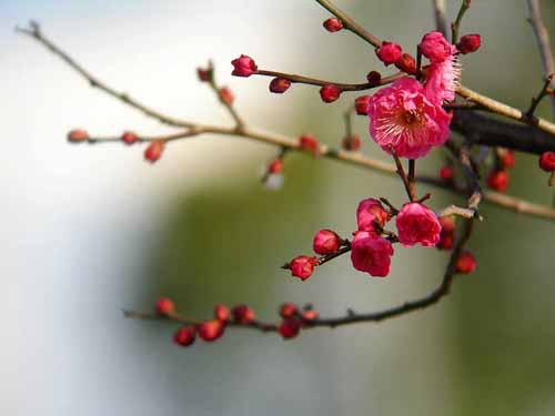 Ume_edited-1