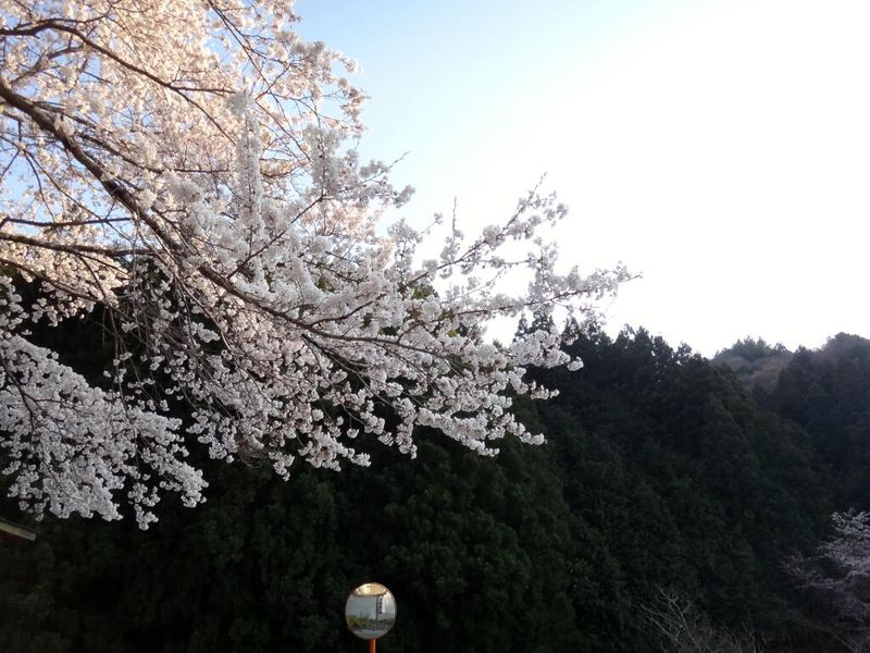 Pic20140414 関東ふれあいの道 12 PArt2 (11) Pic20140414 関東ふれあいの道 12 PArt2 (11)