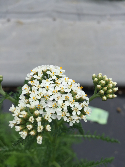 ホワイトヤロウの花