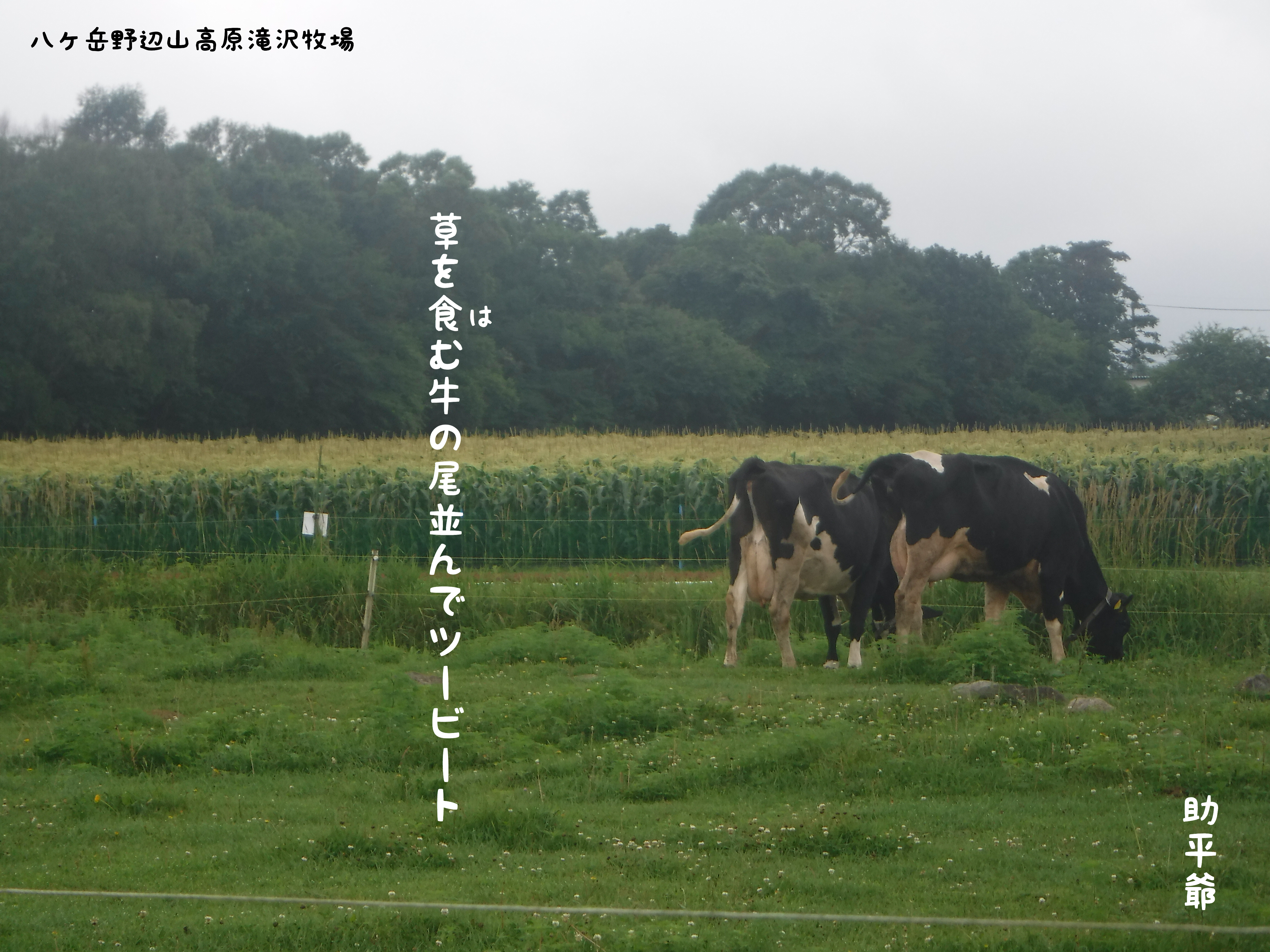 北の 来たの 獣医師 鈴木牛後さんの角川俳句賞受賞作 3