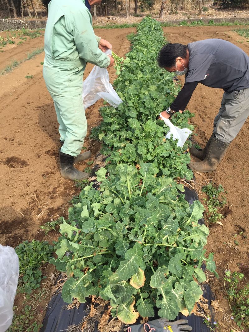 20150322　野村農園にて (2)